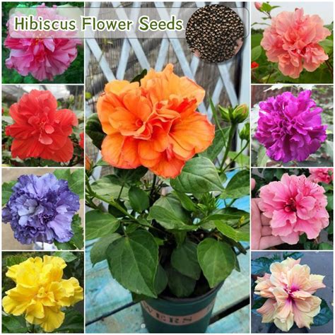 100 Original Seed Mixed Color Hibiscus Plant Seeds Flower Seeds For Planting And Gardening