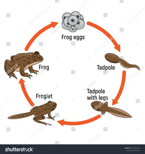 Life Cycle Frog Vector Illustration Metamorphosis Stock Vector Royalty