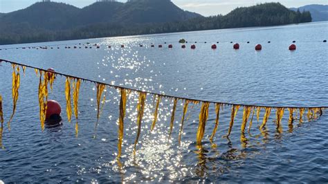 Building a successful kelp farming infrastructure in Alaska