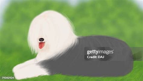 85 Dog Only And Side View Drawing Stock Photos, High-Res Pictures, and ...