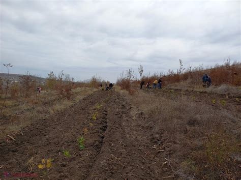 Aprobat P Dure Pe De Mii De Hectare Plantat N Urm Torii