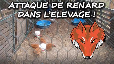 Attaque De Renard Dans L Levage Comment S En Prot Ger Youtube