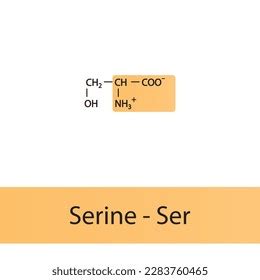 Serine Ser S Amino Acid Structure Stock Vector Royalty Free