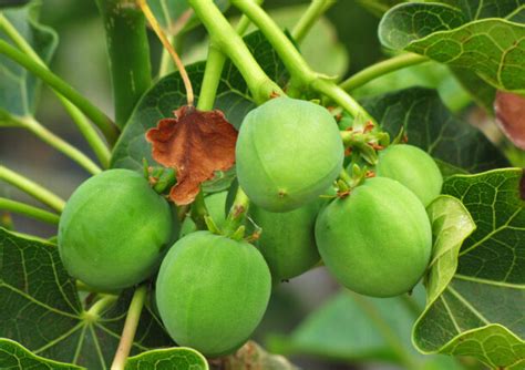 Jatropha The Biofuel That Bombed Seeks A Path To Redemption