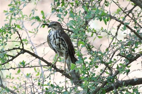 African Goshawk – juvenile _resize – BirdLife eThekwini KZN