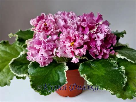 ФИАЛКИ В БЕЛАРУСИИ