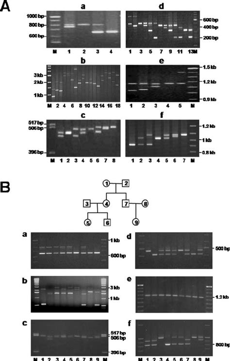 Polymorphic Patterns Of Muc2 Minisatellites Ms1 2 3 4 6 And 8 Download Scientific