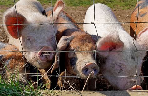 Carbon dioxide: British meat industry starts to report CO2 shortage