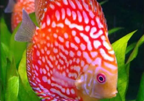 Red Eagle Discus Sydney Exotic Aquariums