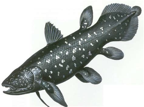 Past Remembering The Coelacanth Living Fossil