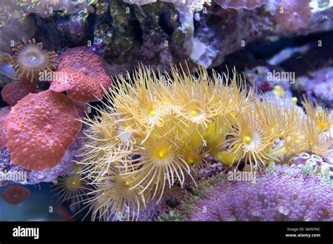 colorful coral. reef and algae aquatic plants Stock Photo - Alamy