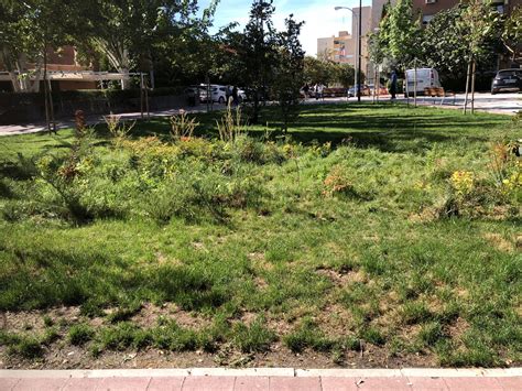 Alcalá apuesta por soluciones basadas en la naturaleza como el jardín