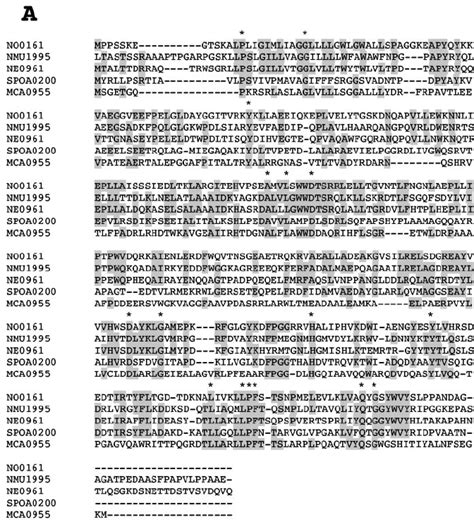 Clustalw Alignments Of The Predicted Amino Acid Sequences Of Orfs