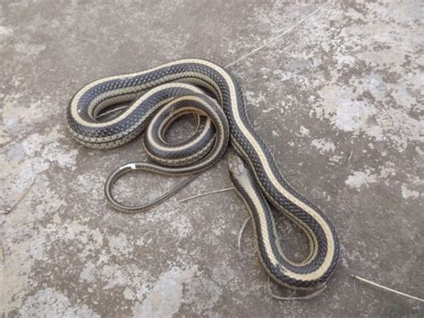 Eastern Patch Nosed Snake Reptiles Of Chiricahua Nm Inaturalist