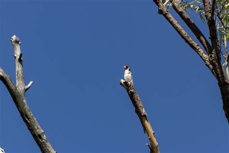 Bird Goldfinch European - Free photo on Pixabay