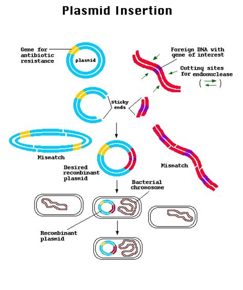 Insertion of a plasmid vector into a bacterial cell. | Teaching biology ... 