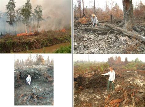 Fires in deep peatland, Central Kalimantan from Sept. 2002, photos ...