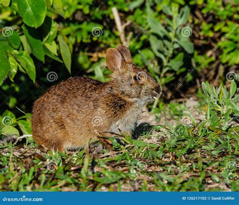 Marsh Rabbit`s Mouthful Stock Photo Image Of Head Breakfast 126217102