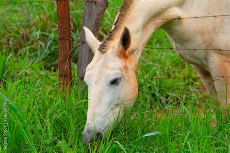 Close na cara de um cavalo branco um pouco sujo de terra e que está