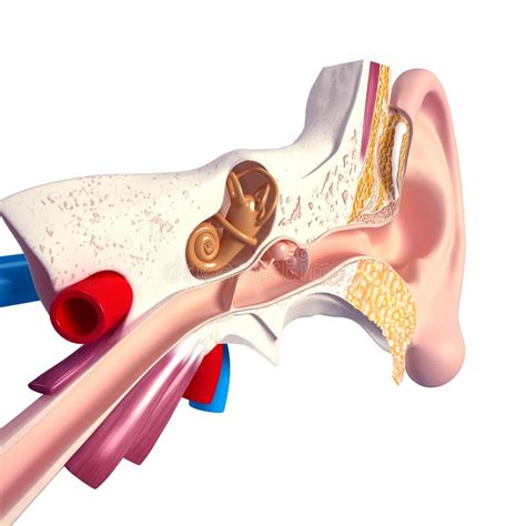 Anatomia Dell Orecchio Interno Isolata Su Bianco Illustrazione Di Stock