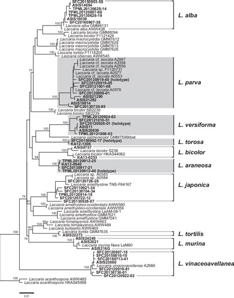 Phylogeny Of Laccaria Species Based On ML Analysis Of A Concatenated