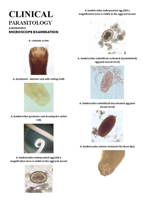 Microscope Examination Parasitology And Histology Clinical Parasitology Laboratory