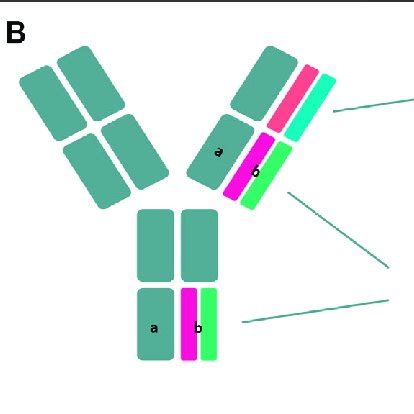 Structural And Schematic Representation Of The Modular Anatomy Of An