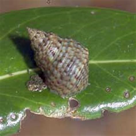 Mangrove Periwinkle Snail Littoraria