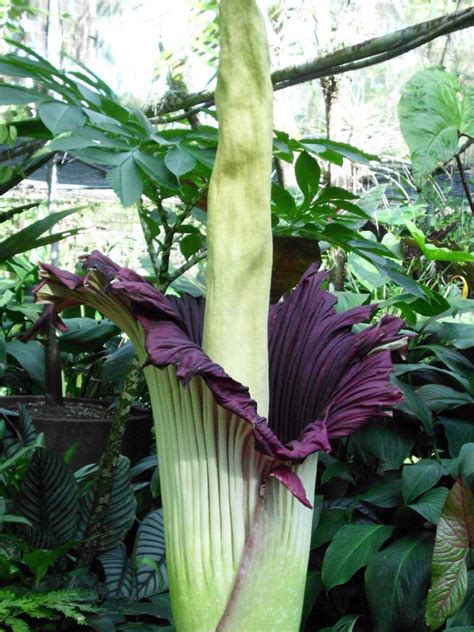 Rare Corpse Flower That Smells Of Decaying Flesh Blooms Au