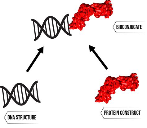 Capsid Constructors