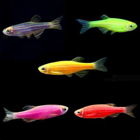 Glofish® Danio Packs Pacific Fish Depot