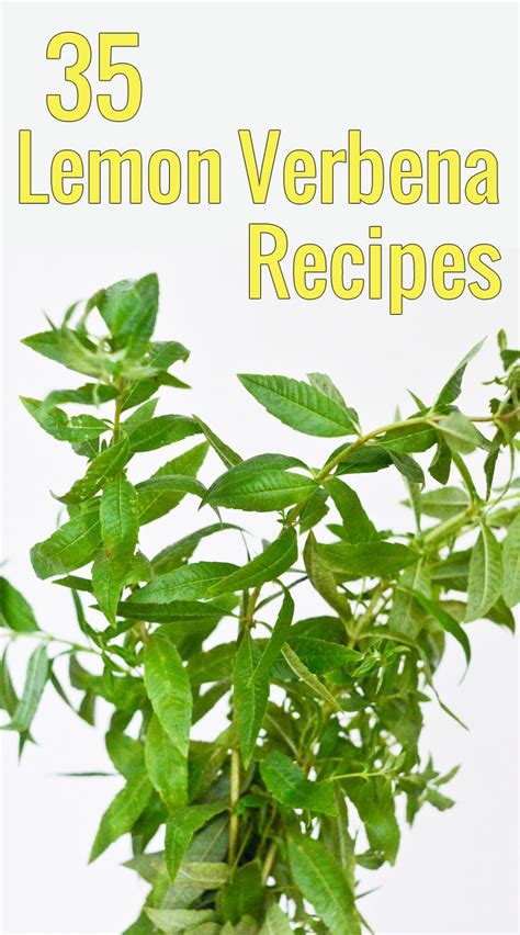 Lemon Verbena Recipes 35 Ways To Use Lemon Verbena Chocolate And Zucchini