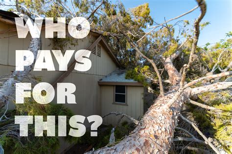 Understanding Home Insurance Coverage When A Neighbors Tree Falls On