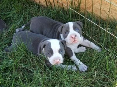 All About Animal Wildlife: American Pitbull Cute Puppies Images