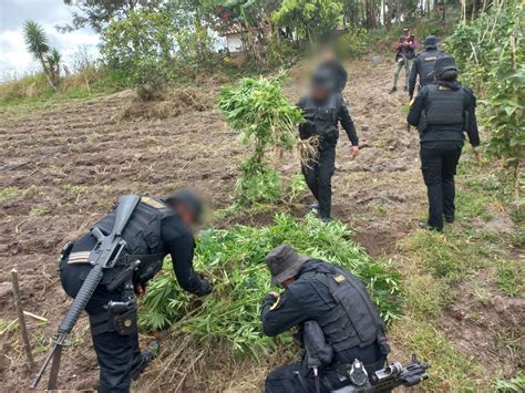 PNC Erradica Matas De Marihuana Valoradas En Q22 Millones Gobierno De