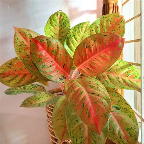 Jual Aglonema Big Roy Tanaman Hias Aglaonema Big Roy Murah Bukan