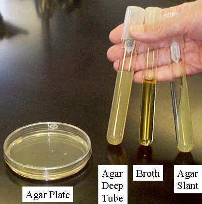 Bacterial Cultivation Flashcards Quizlet