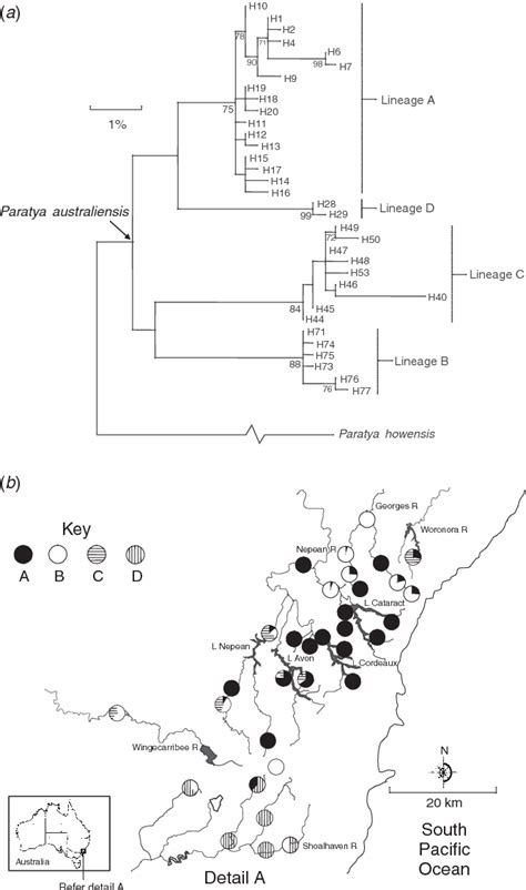 Figure 5 From Mitochondrial Dna Reveals Phylogenetic Structuring And