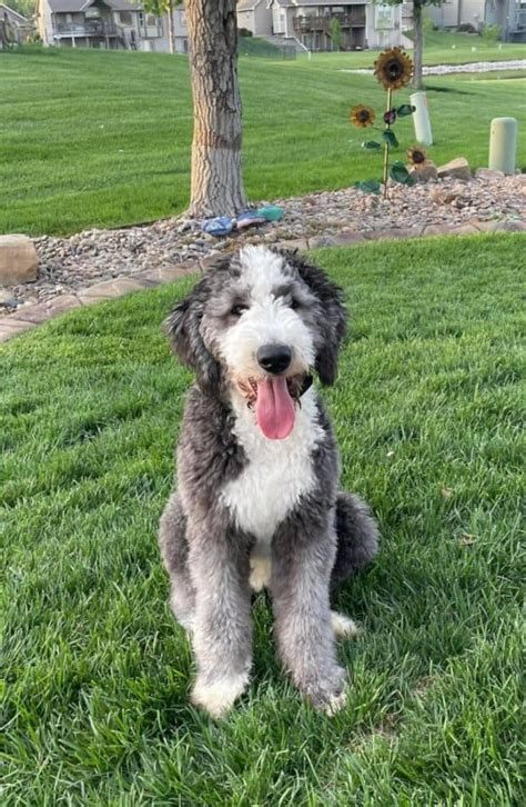 13 Different Sheepadoodle Colors Pictures