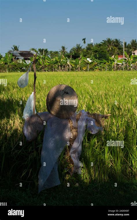 Vietnamesische Vogelscheuche Fotos Und Bildmaterial In Hoher