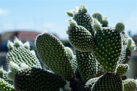 Free Images Nature Desert Flower Food Green Produce Botany