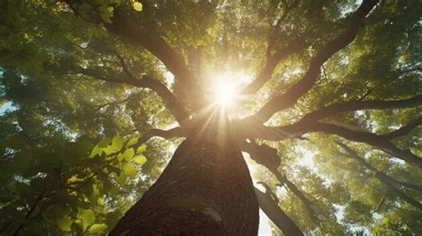 Tronco E Folhas De Rvore Iluminada Pelo Sol Foto Premium