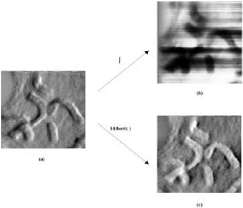 Figure 1 From Feature Extraction Of Chromosomes From 3 D Confocal Microscope Images Semantic