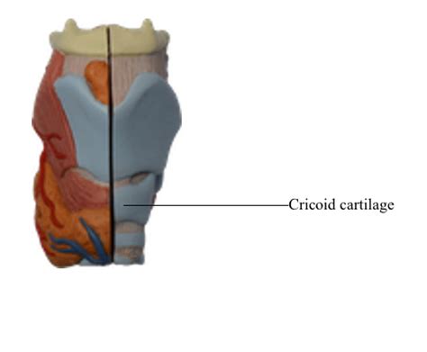 Cricoid Cartilage