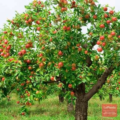 Яблоня ягодная (Malus baccata) — описание, выращивание, фото | на ...