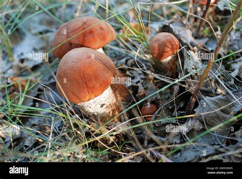 Vier Pilze Hi Res Stock Photography And Images Alamy