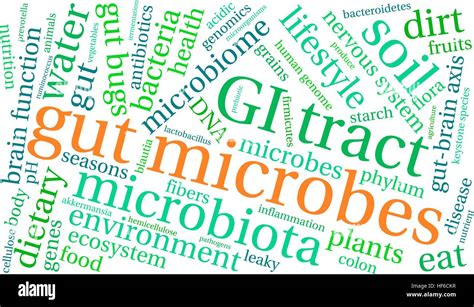 Gut Microbes Word Cloud On A White Background Stock Vector Image And Art