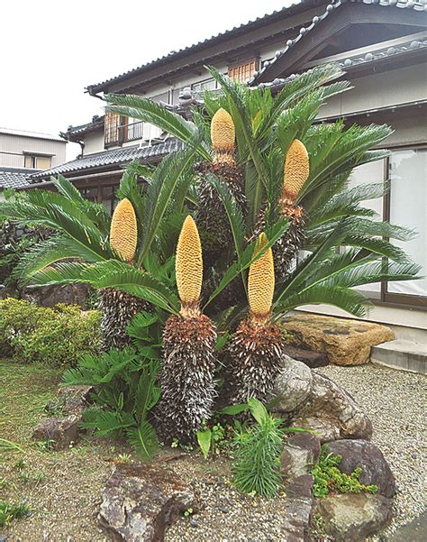 庭のソテツ 6つ同時に開花 E ホームニュース