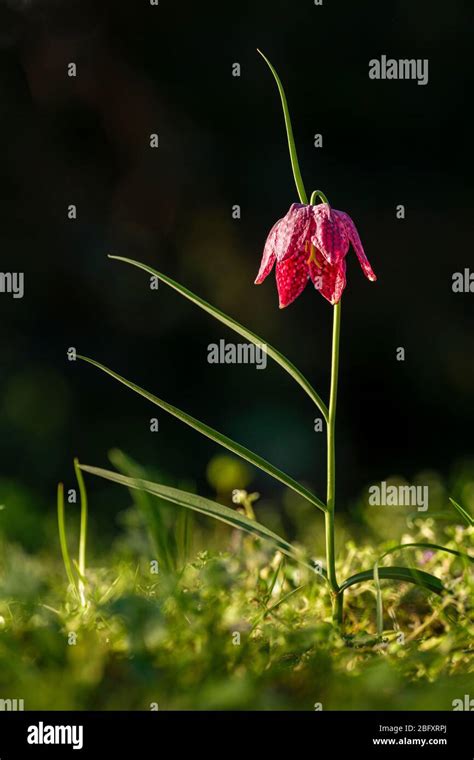 Purple Snakes Head Fritillary Hi Res Stock Photography And Images Alamy