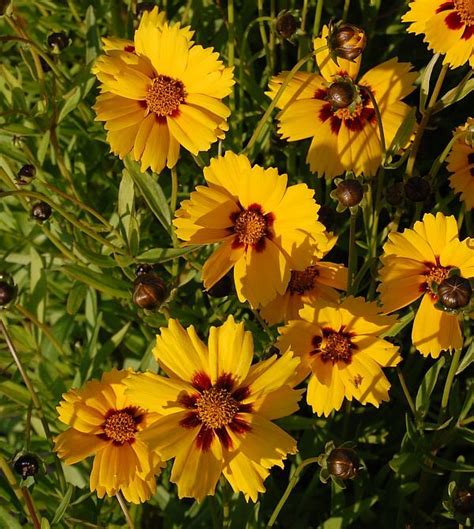 Кореопсис ланцетовидный Стернталер: купить в Москве саженцы Coreopsis ...